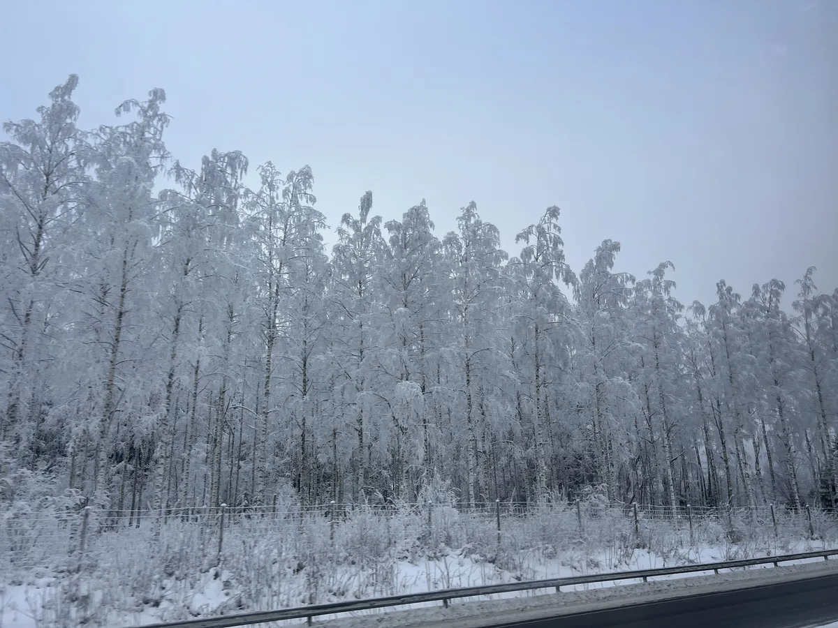 霧氷で白くなった道路沿いの白樺林