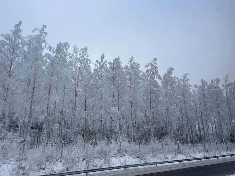 道路沿いの、霧氷で白くなった白樺の林